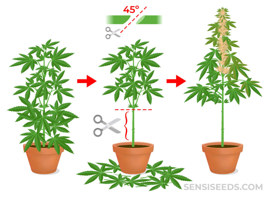 Técnica de lollipopping aplicada